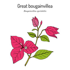 Great bougainvillea (Bougainvillea spectabilis), ornamental and medicinal plant