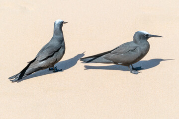 black noddies standing  at the beach in Brazil