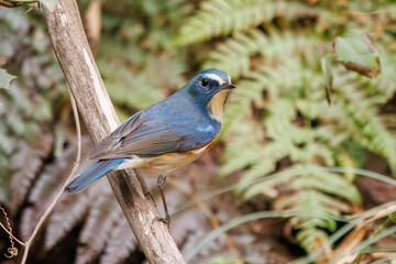 幸せの青い鳥、可愛いルリビタキ（ヒタキ科）。

日本国神奈川県にて。
2023年冬撮影。
