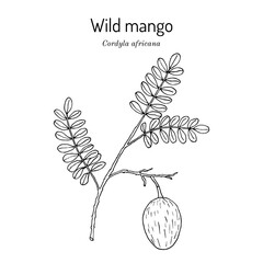 Wild mango (Cordyla africana), edible plant.