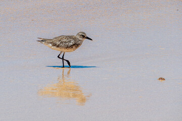 seagul walking at the beach
