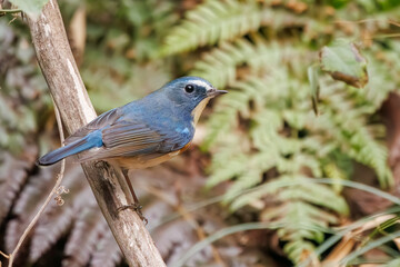 幸せの青い鳥、可愛いルリビタキ（ヒタキ科）。

日本国神奈川県にて。
2023年冬撮影。
