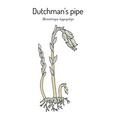 Dutchman's pipe, or false beech-drops (Monotropa hypopitys), medicinal plant