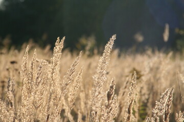 golden wheat field