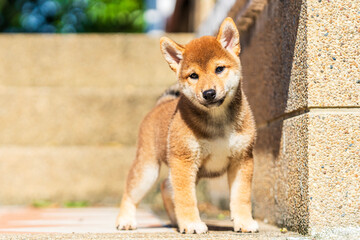 Dogs Japanese breeds Shiba Inu. Sight of the Japanese dog Shiba Inu.