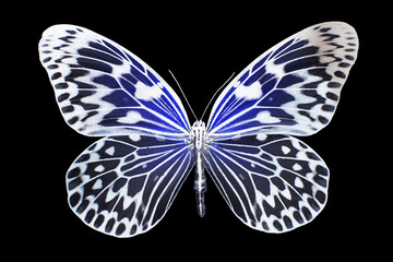 White butterfly on black background