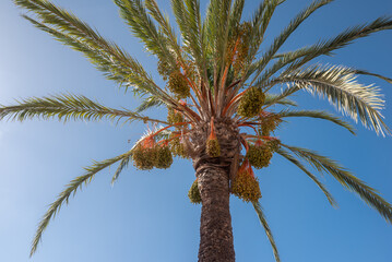 Date palm tree on blue sky background on a sunny day with fruit