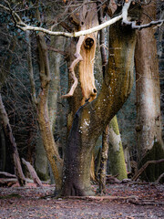 Tree detail, New Forest National Park, England