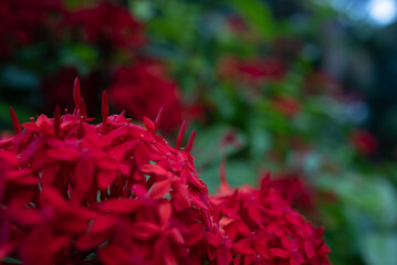 Red flowers on green leaves background. West Indian jasmine or ixora