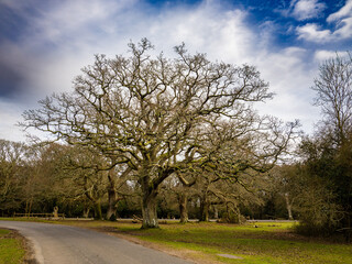 Deciduous tree in winter, New Forest National Park, England