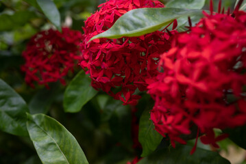 Red flowers on green leaves background. West Indian jasmine or ixora