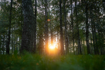 Sunset sun through birch grove with blurred grass in the foreground