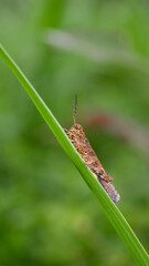 Valanga nigricornis