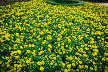 Dense of bright yellow daisies buds and full semi-double bloom blossom on display at flower field path meadow botanic garden, Nha Trang, Vietnam, garden mums chrysanthemums pattern nature