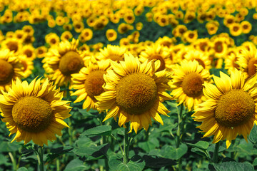 Obraz premium Agricultural field with yellow sunflowers against the sky with clouds.Sunflower field.Gold sunset. Sunflower closeup.Agrarian industry. Photo of cultivation land.flowers image