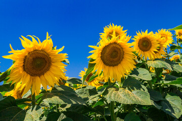 Obraz premium Agricultural field with yellow sunflowers against the sky with clouds.Sunflower field.Gold sunset. Sunflower closeup.Agrarian industry. Photo of cultivation land.flowers image