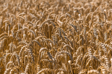 Spikelets of wheat close-up on the field.Wheat field.Agriculture, agronomy and farming background. Harvest concept.The global problem of grain in the world.