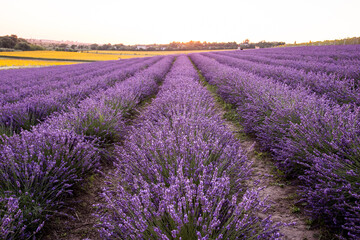 Lavender field.Beautiful image of lavender field Summer sunset. French Provence.Harvesting....