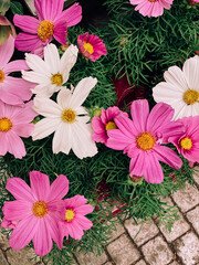Pink and white cosmos in a city flowerbed.