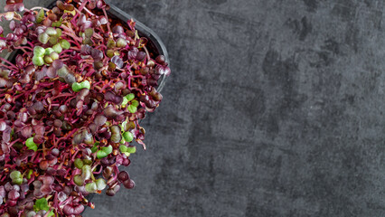 The microgreen in plastic trays.Different microgreens on black slate table, flat lay. Sprouting Microgreens on the Hemp Biodegradable Mats.Germination of seeds at home. Vegan and healthy food concept.