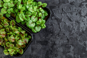The microgreen in plastic trays.Different microgreens on black slate table, flat lay. Sprouting Microgreens on the Hemp Biodegradable Mats.Germination of seeds at home. Vegan and healthy food concept.