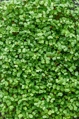 The microgreen in plastic trays.Different microgreens on black slate table, flat lay. Sprouting Microgreens on the Hemp Biodegradable Mats.Germination of seeds at home. Vegan and healthy food concept.