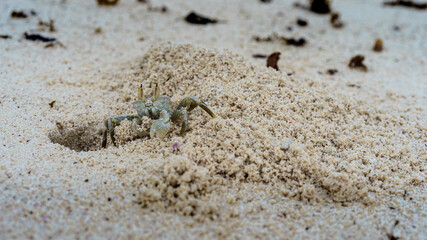 Ghost Crab in the Sand. Seychelles 