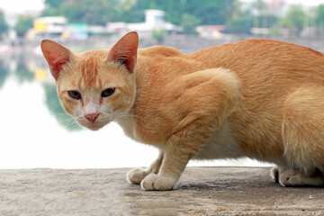 an orange cat is stalking its prey
