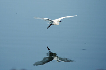 a heron flies over the water