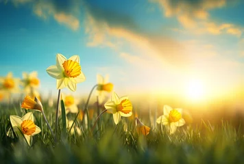 Foto op Canvas yellow daffodils on green grass with the sun in the sky background © IgnacioJulian