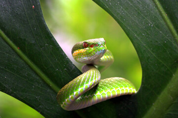 Trimeresurus insularis, pit viper snake on the leaf