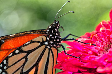 Monarch butterfly,Danaus plexippus