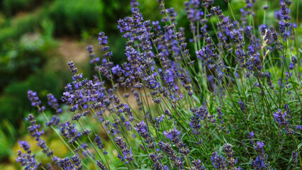 Obraz premium Valensole lavender fields, Provence, France.Flowers at sunset rays in the lavender fields in the mountains. Beautiful image of lavender over summer sunset landscape. Lavender in the garden.
