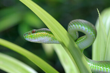Obraz premium Trimeresurus insularis, pit viper snake on the leaf