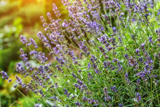 Valensole lavender fields, Provence, France.Flowers at sunset rays in the lavender fields in the mountains. Beautiful image of lavender over summer sunset landscape. Lavender in the garden.