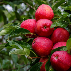 Red apples on a tree.Ripe Apples in the Apple Orchard before Harvesting. Apple orchard. Basket of Apples.Morning shot