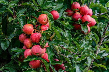 Red apples on a tree.Ripe Apples in the Apple Orchard before Harvesting. Apple orchard. Basket of Apples.Morning shot
