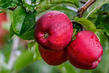 Red apples on a tree.Ripe Apples in the Apple Orchard before Harvesting. Apple orchard. Basket of Apples.Morning shot