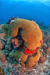 Fototapeta premium Grooved brain coral,roatan