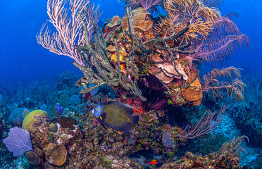 Fototapeta na wymiar Caribbean coral garden, Roatan