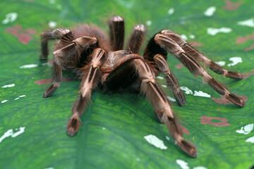 Nhandu Crhomatus, Brazilian red and white tarantula on the leaf