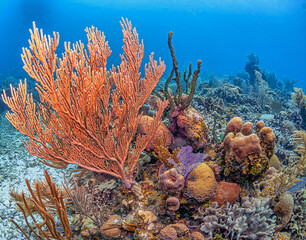 Fototapeta na wymiar Caribbean coral garden,Roatan