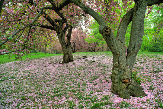 Central Park in spring, cherry tree in bloom