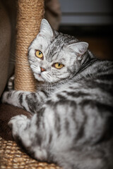 Cute gray silver tabby british shorthair cat with big yellow eyes lays on carpet on floor and plays with scratch pole