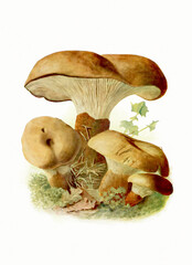 Forest Fungi. Digital Botanical Art