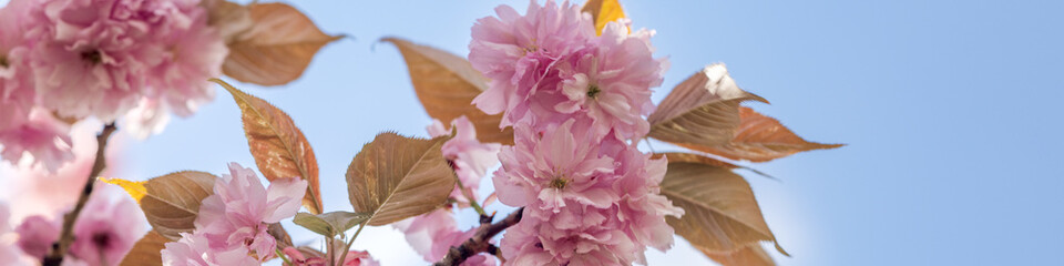 banner 4х1 Sakura with pink double flowers on a light blue sky background.