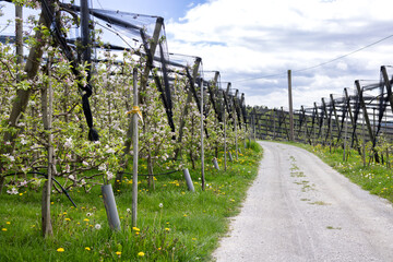 Obraz premium Rural road on an apple plantation in the spring afternoon