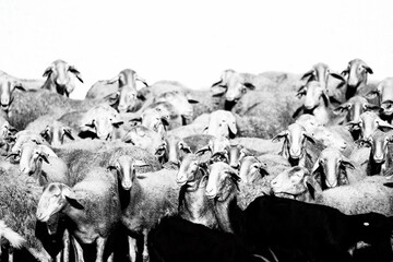 Flock of sheep and goats in black and white