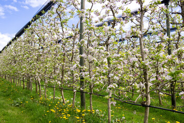A row of formed young columnar apple trees in bloom