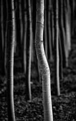 Black and white bent poplar trunk - obrazy, fototapety, plakaty